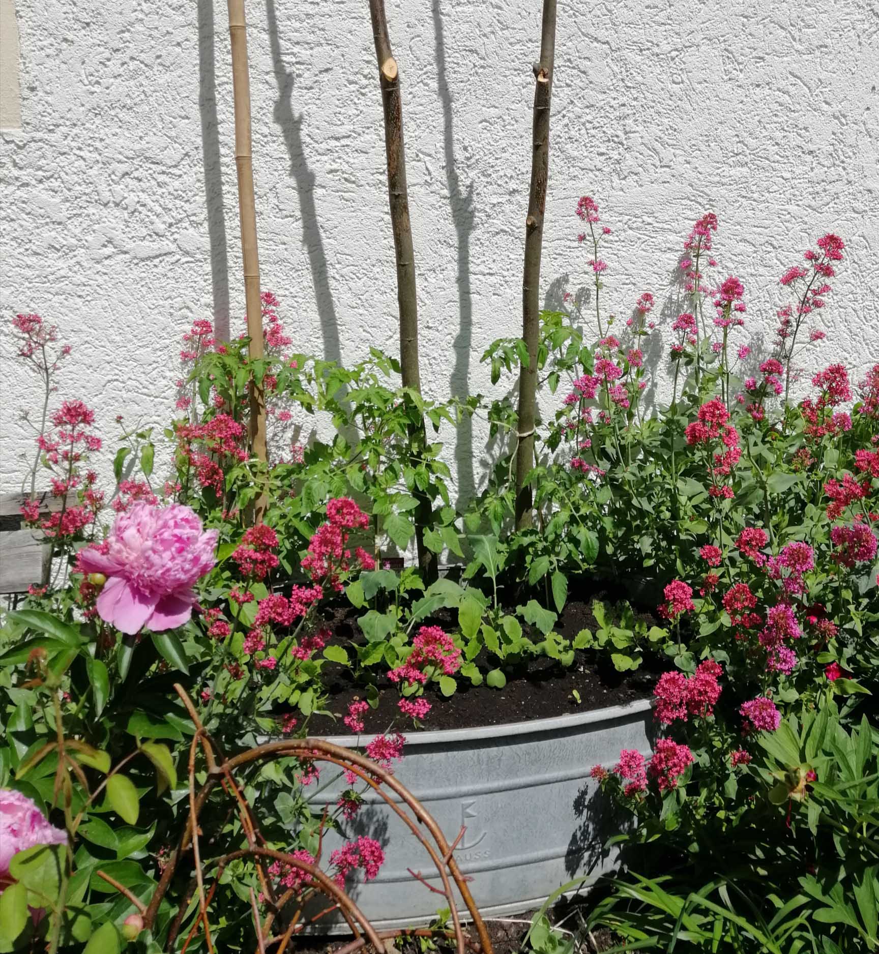 Die Pfingstrose bekommt ihren Auftritt in der rostigen Feuerschale. Staudenpracht aus Iris, Lilien und Mohn. Eine unauffällige Schönheit: Der Storchschnabel.